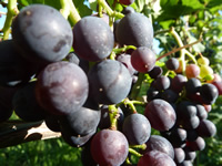 Weinbau natürlich