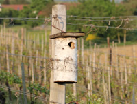Nistkästen im ökologischen Weinberg