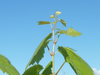 Bio Weinbau