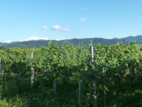Weinberg